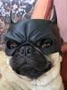 Dog Halloween Costume Masks – Cool Man Bat Mask + Avenger Superhero Mask, Cute Pet Toys & Supplies 1 Pcs