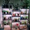 T8/T20 LED Grow Light Full Spectrum Hydroponic Seedling Plant Lamp Indoor Plant Growth Supplementary Lighting Equipment