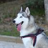 Chong Xiao Man Adjustable Denim Dog Leash and Harness Set