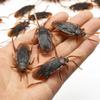 10pcs Funny Fake Cockroach Toys Halloween Decoration Jokes Pranks Maker Novelty Tricks Simulation False Animals for Party Adult