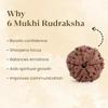 Astrotalk Nepal Origin 6 Mukhi Rudraksha | Boost Focus & Confidence | 108 Hours Energized by Top Astrologers | Mental Cl