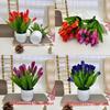 Tulip Miniature Potted Flower For Romantic Celebrations And Photography Prop Applications