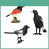 Realistic Bird Animal Model Pvc Material Crow Children's Early Education Plastic Toy Decoration Static Model