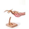 Wooden 3D Model - Pterosaur - 31 Pcs - 16 X 38.5 X 24 Cm - For Children from 8 Years Old