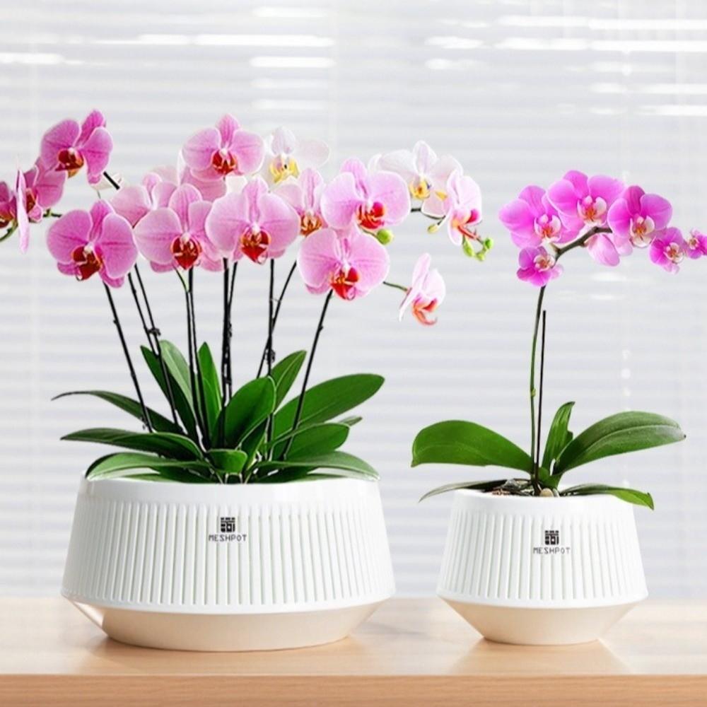 Moisturizing Meshpot Orchid Pot Thickening Root Control Flowerpot Growing Pots Bonsai Planting
