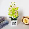 Retro Potted Phalaenopsis Plant Effortless Beauty for Your Living Space