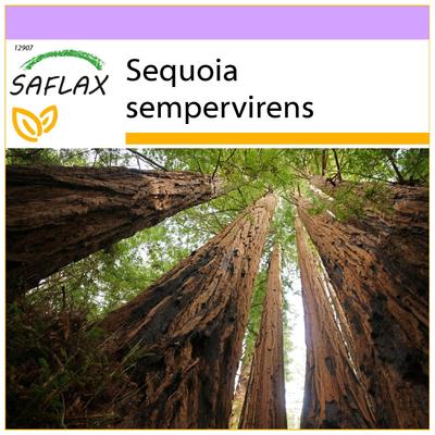 Küstenmammutbaum – 50 Samen – Sequoia sempervirens