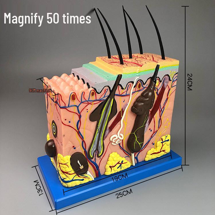Layered 3D Human Skin and Hair Anatomy Model