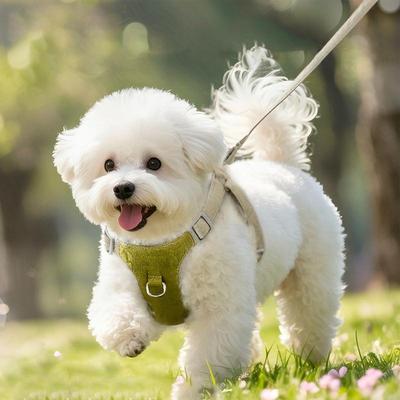 Hunde – Hundehalsbänder & Leinen