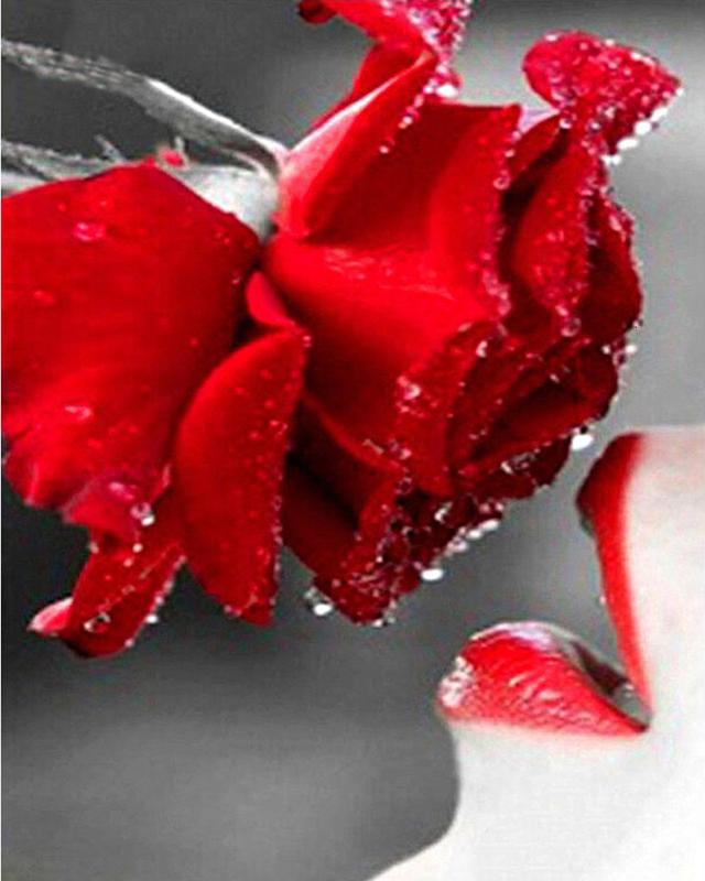 5d diamantové vyšívací květiny Sada křížových stehů Diamantový lakovací závod Plný čtverec Obrázek štrasové mozaiky Home Decor