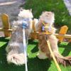 Little Bee Cat Dog Traction Rope Adjustable Double Layer Pet Safety Rope Pet Outdoor Walking Towing Rope Pet Products