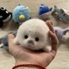Cute Plush Baby Seal Pendant Keychain Realistic Ocean Animal Doll Ornament Creative Gift Decoration