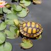 Floating Resin Tortoise Figurine Pond Statue Outdoor Accessories Float Tortoise Funny Craft for Garden Park Pool Pond