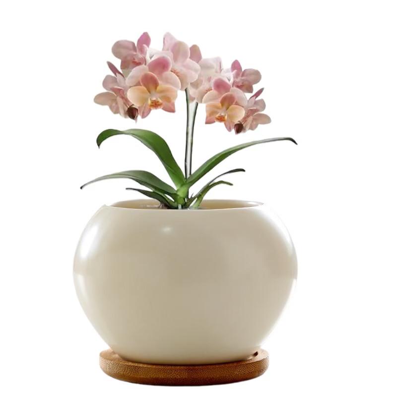 Lilang Ceramic Flower Pot with Tray