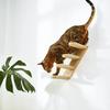 Wall Mounted Cat Climbing Shelves Cat Tree Tower Hammock Scratching Posts Cats Perches Kitten for Sleeping Playing Claw Grinding
