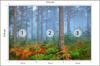 Photomural Forest In Fog Washable Fleece 312x219
