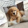 1 Golden Retriever Puppy Printed Pillowcase - Soft Polyester
