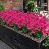 4PCS UV Resistant Artificial Silk Pansy Flowers Outdoor Spring Flowers Pansies Wildflower Plants Faux Impatiens White