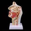 Medical Props Model Free Postage Human Anatomical Nasal Cavity Throat Anatomy Medical Model Teaching Tool