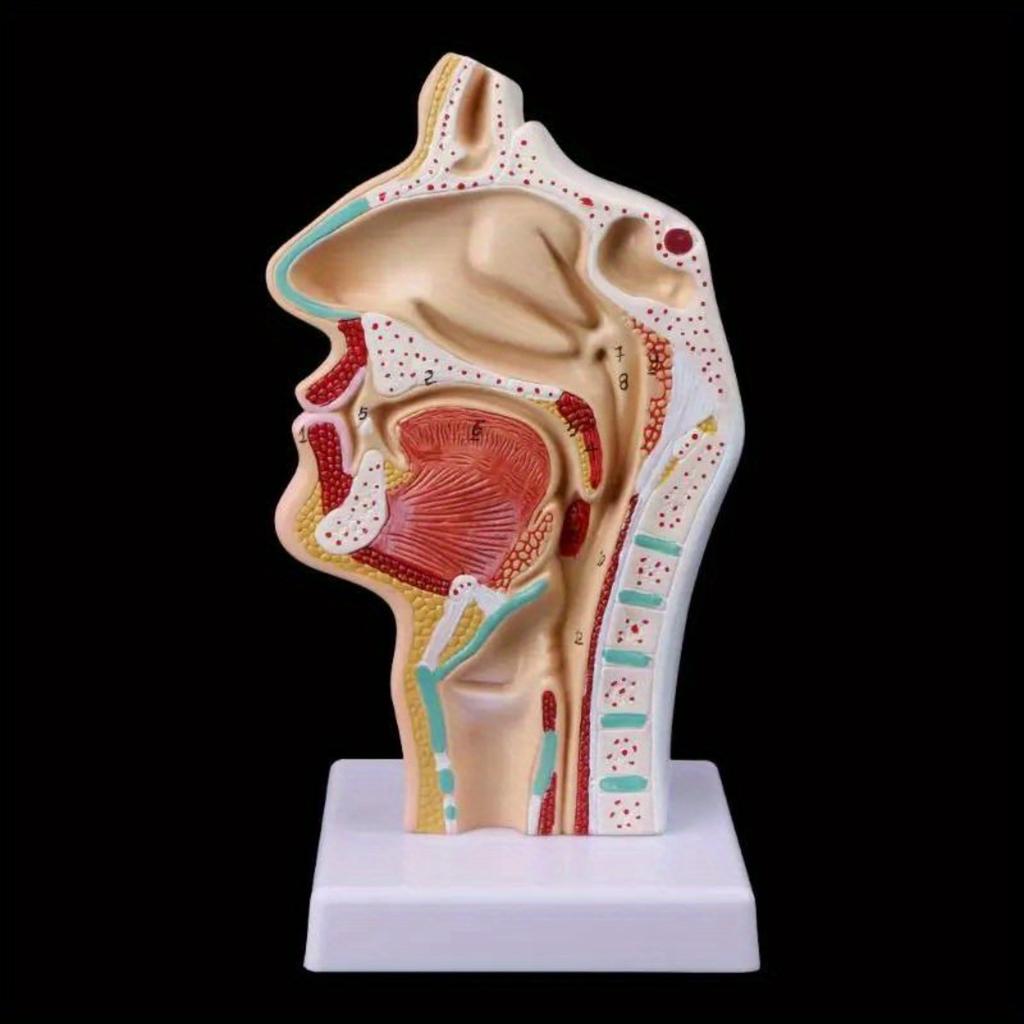 Medical Props Model Free Postage Human Anatomical Nasal Cavity Throat Anatomy Medical Model Teaching Tool