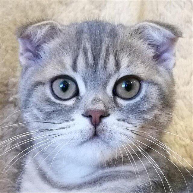 

5D Алмазная картина Кошка Изгородь Листья Фрукты Животное Мозаика Круглая Полная Алмазная Вышивка Крестом 30x30CM золотой