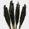 Dried Cantal Grass Bunch Black 6 Pieces