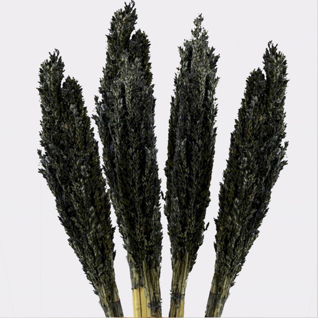 Dried Cantal Grass Bunch Black 6 Pieces