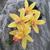 Eva Small 4head East Asian Orchid 3d Faux Flower For Wedding Home Decor And Photography Props