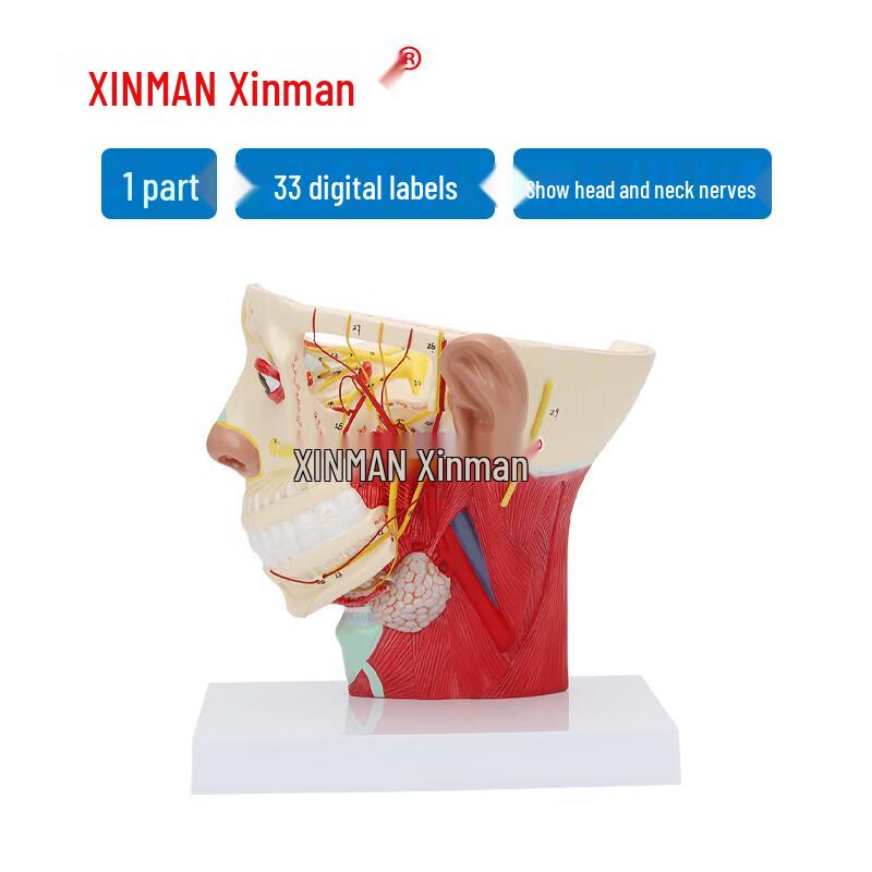 XINMAN Head and Neck Nerve Model