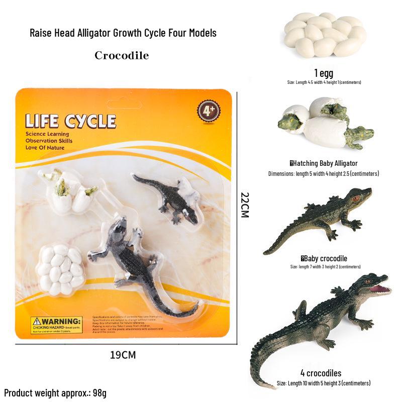 Children's Cognitive Toys: Frog Tadpole Growth Cycle Models