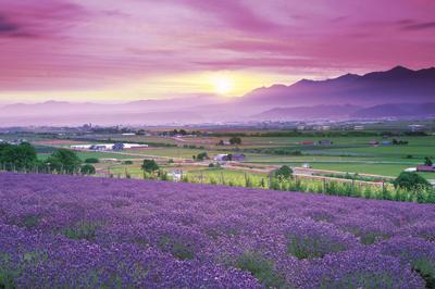 Epoch 1000-teiliges Puzzle Puzzle Master Lavendel Furano Hokkaido Ziel! - (50x75cm)