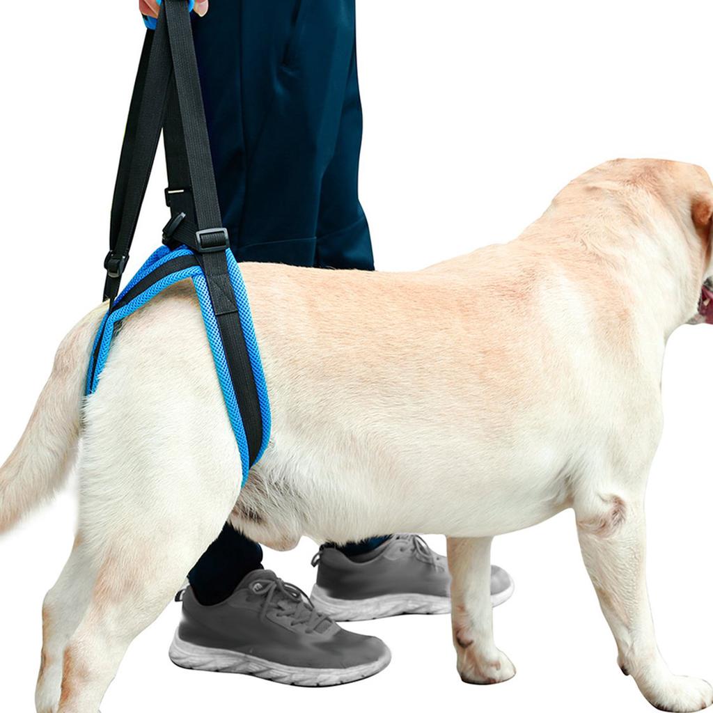 wire crates for dogs