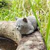 Realistic Cat Statue Unique Art Figurines Ornaments Micro Landscape Animal Figurines  Garden Decor