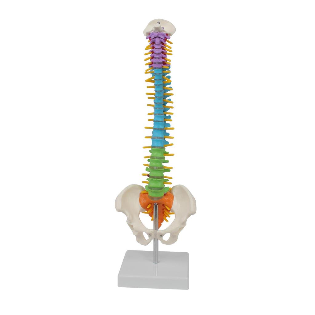 Bendable Medium-Sized Anatomical Model of Human Spine, Occipital, Pelvis, and Femur for Teaching Aids