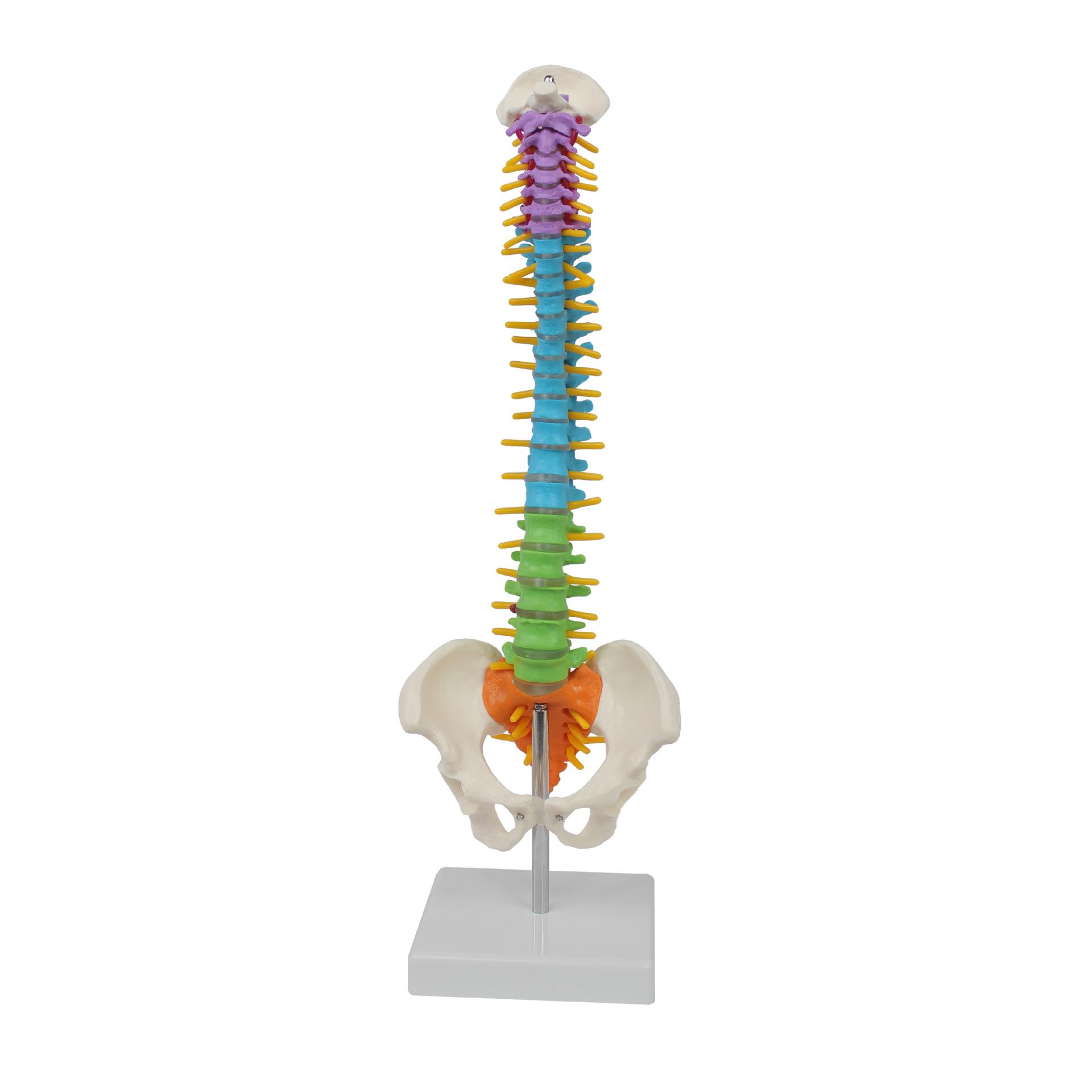 Bendable Medium-Sized Anatomical Model of Human Spine, Occipital, Pelvis, and Femur for Teaching Aids Medium