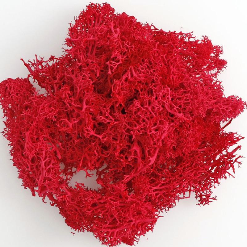 Umělá rostlina Věčný život Mech Mini Zahrada Mikrokrajina Doplňky Zahrada Domácí dekorace