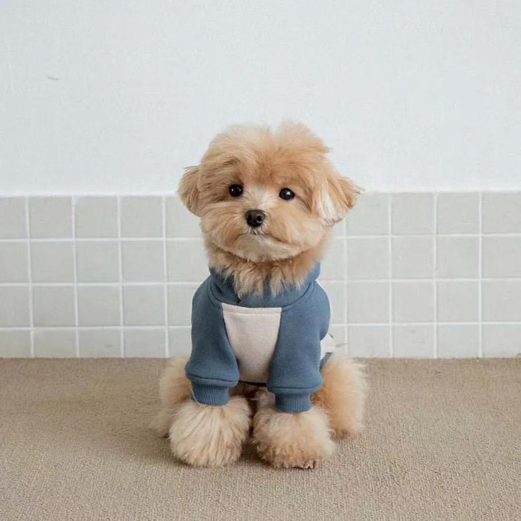 Pet Autumn/Winter Hoodie Warm Splicing T-shirt Teddy Yorkshire Small Dog Autumn/Winter Hoodie Puppy Clothes for Small Dogs