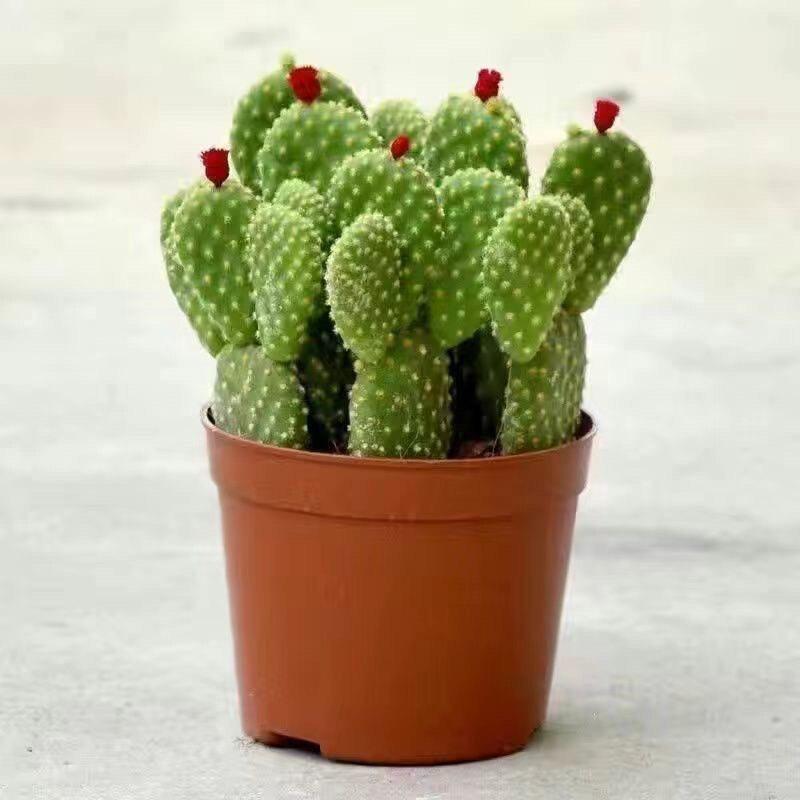 Ten Thousand Layer Mountain Money-Attracting Succulent Cactus Tree for Indoor and Office Decor