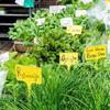 Garden Plant Labels 100-Pieces Seedling Name Labels T-Type Nursery Marker Sign Writable Plant Marking Stakes For Greenhouses