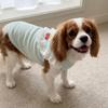 Ruffled Collar Dog Lace Vest Thin Soft Dog Short Sleeve Comfortable Fit Pet Outfits  For Small Dogs