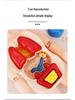 DIY Human Organ Model Puzzle for Kids - STEAM Educational Toy