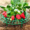 Plastic Strawberry Supports Tray Gardening Balcony Planting Strawberry Racks Holder Anti-Rot Plant Support Frame Accessories