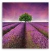 Canvas Print Lavender Field with Tree