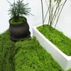 Artificial Moss Silk Grass Lawn for Landscaping and Decoration