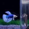 Acrylic Fish Training Mirror Decorative Fish Playing Mirror Fish Tank Floating Mirror  Playing