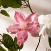 Decoração de casa – Flores e coroas artificiais