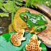 Creative Micro Landscape Frog Ornament for Fish Tank and Bonsai Decoration