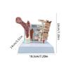 Menschliche Anatomie Osteoporose Modell Wirbel Anatomisches Skelettmodell für Medizinstudenten Lehrdemonstration
