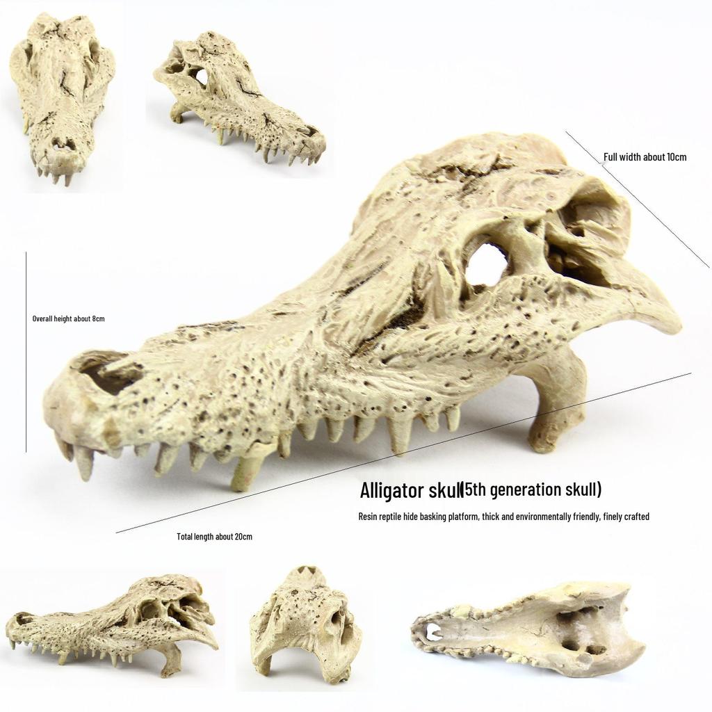 Akril Hüllőtenyésztő Doboz Dekoratív Koponyával