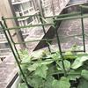 Plant Support Stakes Removable Plant Trellis Connectors 2 Colors Fixing  Durable Climbing Plant Trellis Connector